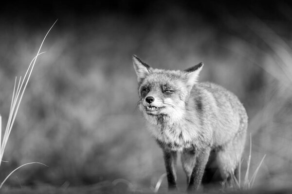 Red fox in the dunes on blurred background, black and white