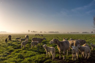 Leidschendam 'da koyun günbatımı görünümü, Güney Hollanda, Hollanda