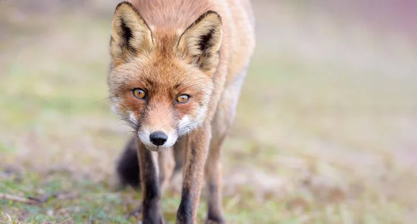 Renard Roux Dans Les Dunes Sur Fond Flou — Photo