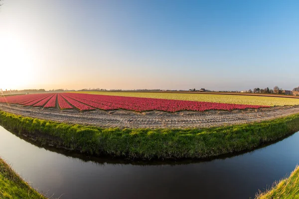 Campos Flores Região Bulbo Flores Nos Países Baixos — Fotografia de Stock