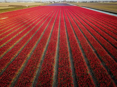 Güzel çiçek alanları üzerinden Hollanda'da hava