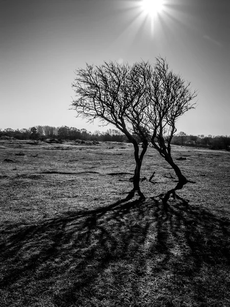 Piękne Drzewo Tylko Oddziałów Wszystko Sam Trawie Wydmy — Zdjęcie stockowe