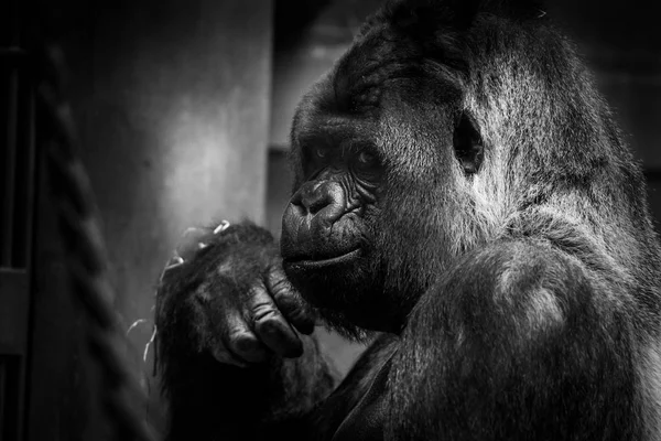 Gorila Jovem Gorila Gorila Gorila Fundo Embaçado — Fotografia de Stock