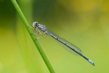 Dragonfly makro yakın çekim 