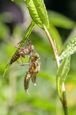 Yusufçuk 'un doğuşu. Makro fotoğrafçılığı, vücudundaki en küçük tüyleri görebilirsiniz. Siyah kuyruklu Skimmer 