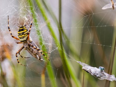 Örümcek ağında sarı-siyah örümcek - Argiope bruennichi 