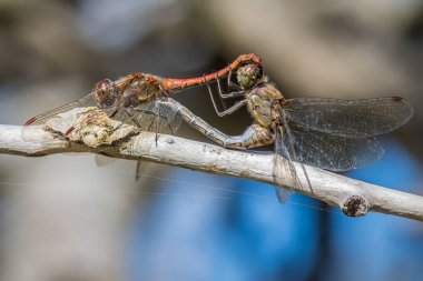Dragonfly makro yakın çekim 
