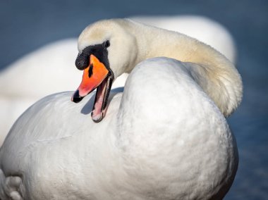 Bulanık arka planda su kuğu mute