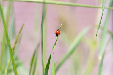 bir çim üzerinde Ladybird yakın 