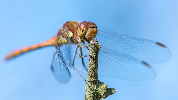 Dragonfly Snímek Makra Zavřít — Stock fotografie