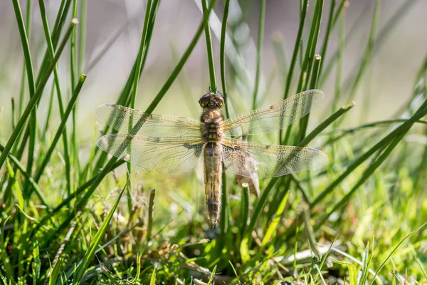 Damselfly Hämärtyneellä Taustalla Lestidae Damsefly — kuvapankkivalokuva