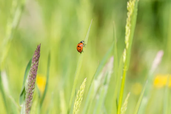 Lady bug , lady beetle