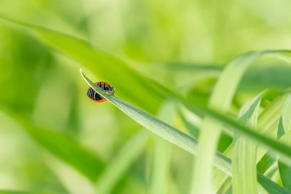 瓢虫宏拍摄特写 — 图库照片