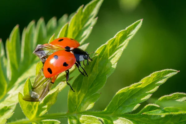 Lady bug , lady beetle