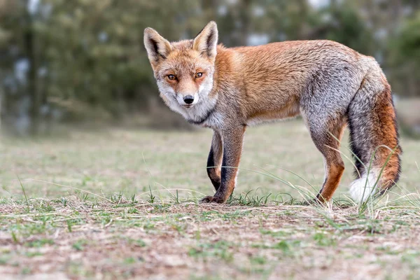 Renard Roux Gros Plan — Photo