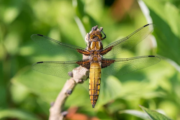 Skimmer Coada Neagra Orthetrum Cancellatum Mascul — Fotografie, imagine de stoc