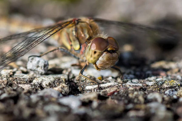 Dragonfly Makro Strzał Zbliżenie — Zdjęcie stockowe