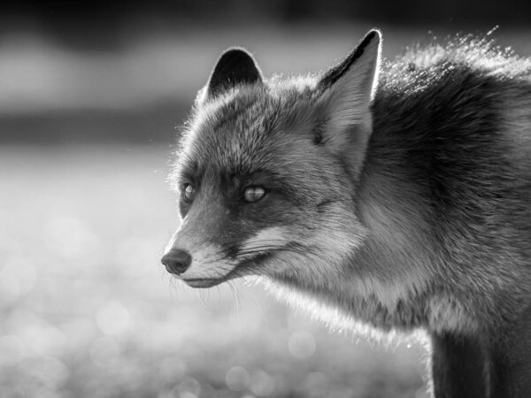 Red fox close up black and white