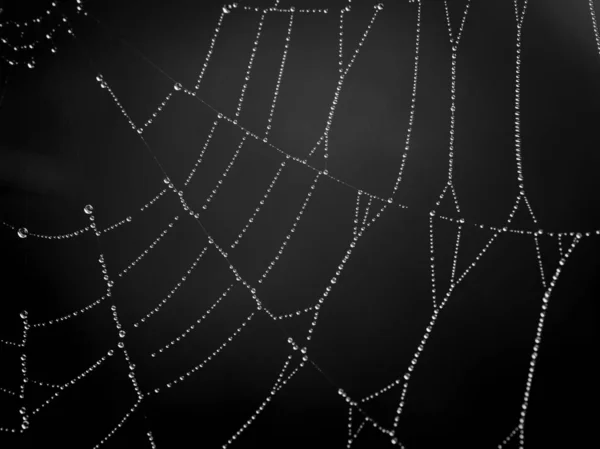 Wet Spiderweb Black Background — Stock Photo, Image