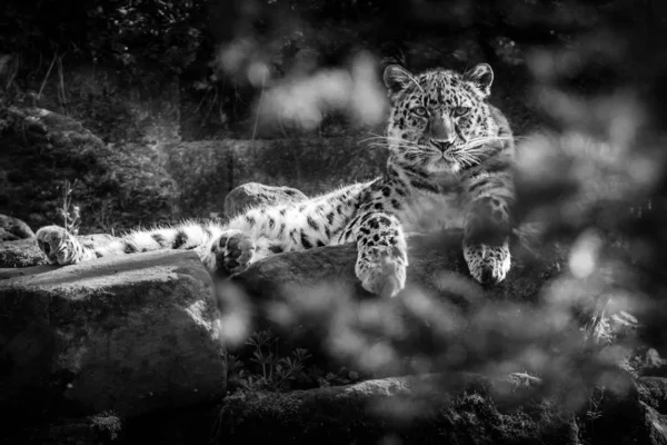 Leopardo Amur Panthera Pardus Orientalis — Foto de Stock