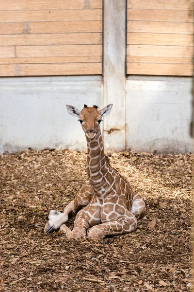 Молодой Жираф Зоопарке Блийдорп Роттердам — стоковое фото