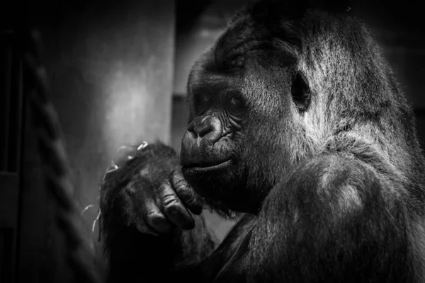 Young gorilla (Gorilla gorilla gorilla) on blurred background.