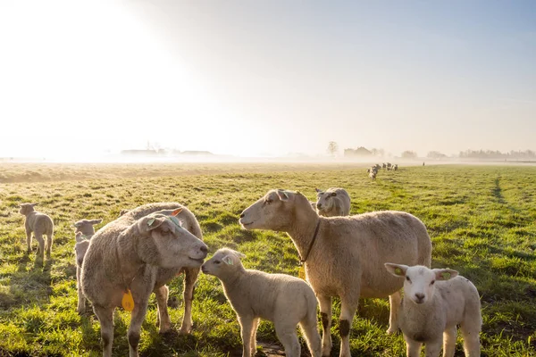 Утреннее Солнце Травяном Поле Овцами Нидерландах Лейдшендам Зуид Голландия — стоковое фото