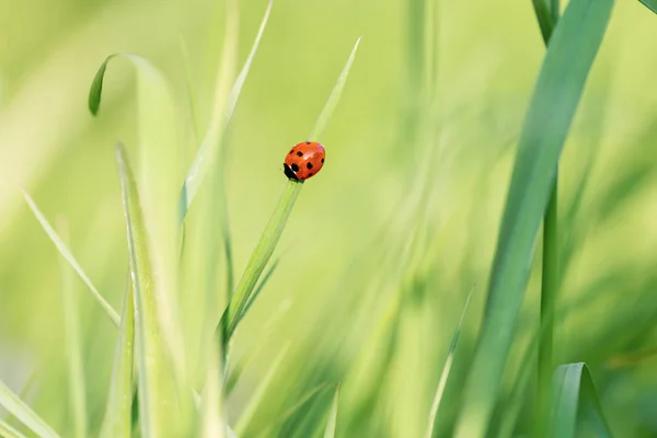 Lady bug , lady beetle