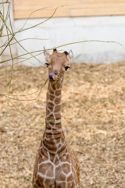 Hayvanat Bahçesi Nde Bebek Zürafa Yeme Blijdorp Rotterdam — Stok fotoğraf