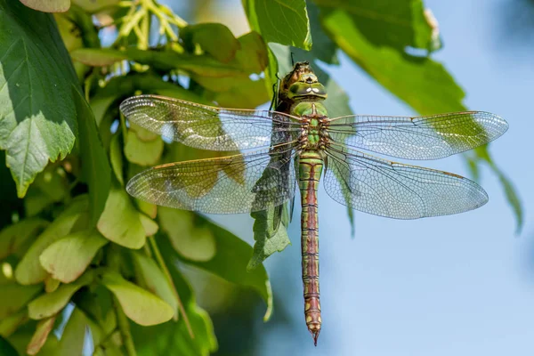 Dragonfly Snímek Makra Zavřít — Stock fotografie