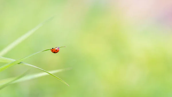 一只瓢虫吃蜘蛛的特写镜头 — 图库照片