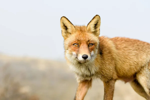 Red Wild Fox Close — Stockfoto