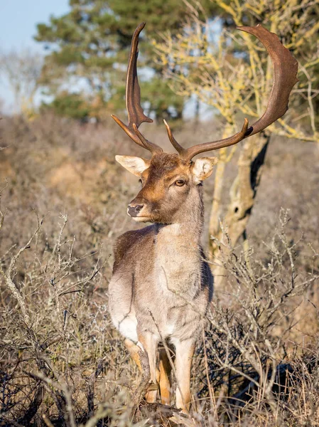 Fallow Deer Dama Dama Close — Stock Photo, Image