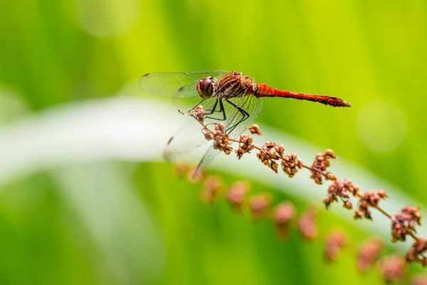 Dragonfly Snímek Makra Zavřít — Stock fotografie