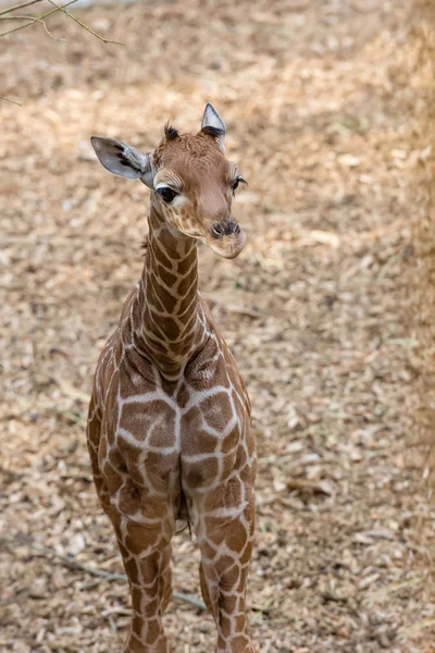 鹿特丹布利多夫动物园的长颈鹿宝宝 — 图库照片