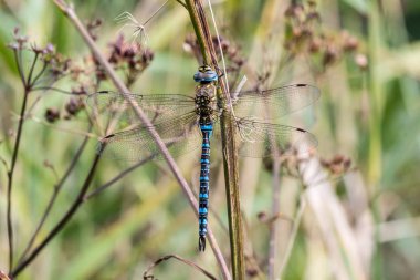 Bir erkek İmparator Dragonfly makro fotoğraf (Anax Imperator) 