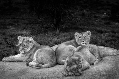 Liitle aslan yavru siyah ve beyaz fotoğraf 