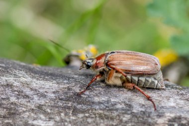(Baktım baktım hata) 
