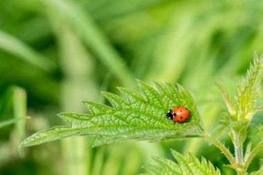 Bir horoid yeme Ladybird yakın çekim 