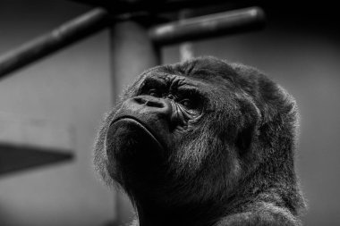 Close view portrait of big black gorilla clipart