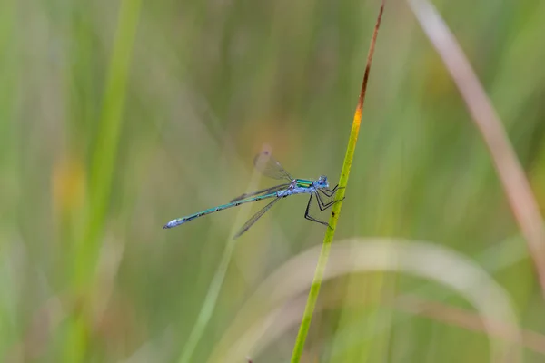 Damselfly Размытом Фоне Lestidae Damsefly — стоковое фото