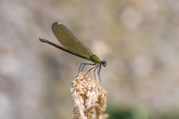 Macro Photo Male Emperor Dragonfly Anax Imperator — Stock Photo, Image