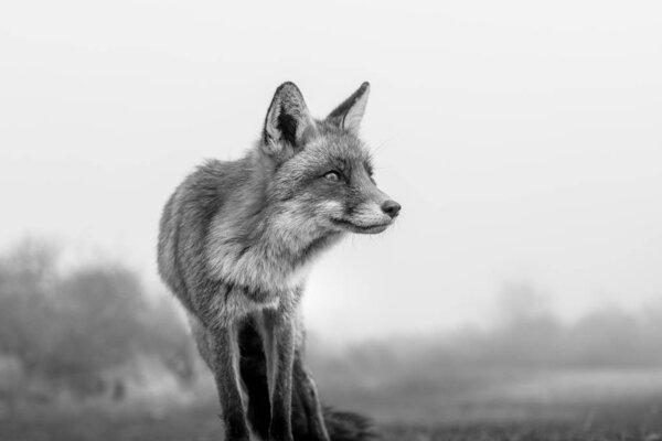 Red wild fox black and white photo