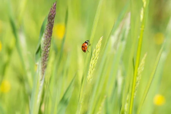 Close Ladybird Eating Aphid — Stock Photo, Image