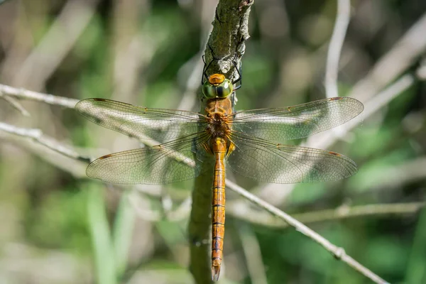 Damsefly Rozostřené Pozadí Lestidae — Stock fotografie