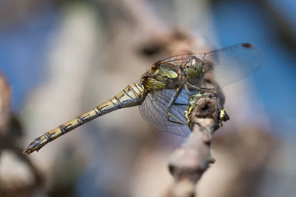 Dragonfly Macro Împușcat Aproape — Fotografie, imagine de stoc