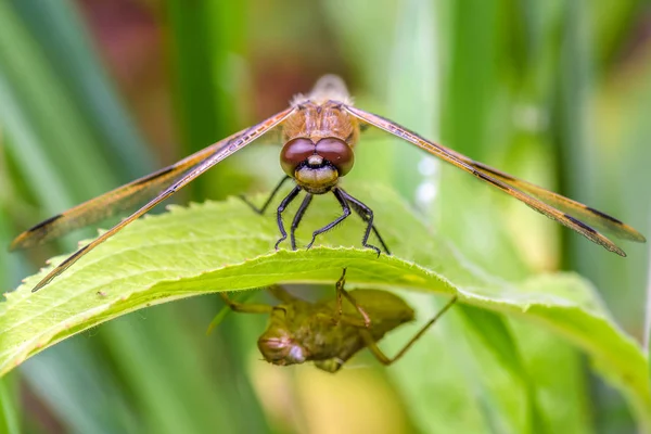 Dragonfly Snímek Makra Zavřít — Stock fotografie