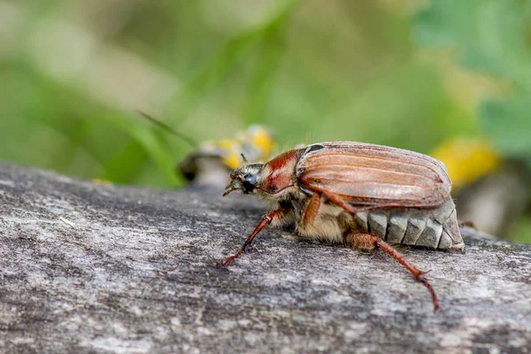 (Baktım baktım hata) 