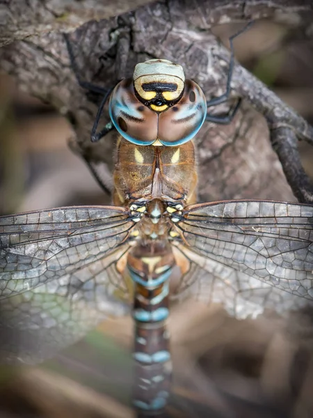 Libelle Auf Verschwommenem Hintergrund Lestidae Libelle — Stockfoto