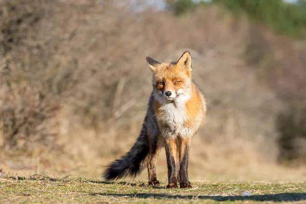 Red Wild Fox Close — Stock Photo, Image